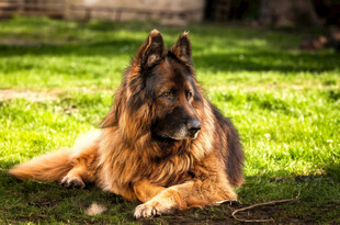 阳光下休憩的德国牧羊犬