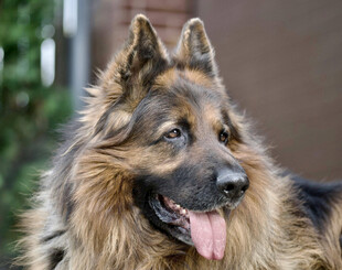 帅气德国牧羊犬吐舌卖萌