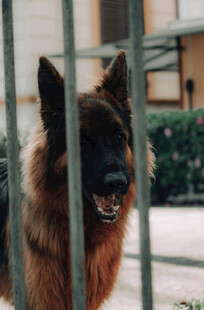 铁栏后的德国牧羊犬