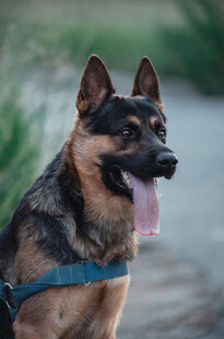 帅气德国牧羊犬吐舌卖萌