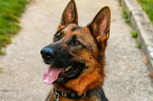 可爱德牧在小路上吐舌