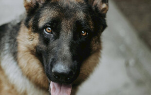 可爱德国牧羊犬吐舌瞬间