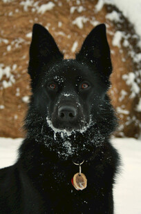 雪地中的黑犬挂着小吊牌