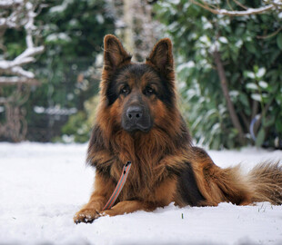 雪地中休憩的德国牧羊犬
