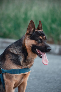 帅气德国牧羊犬户外吐舌