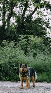 户外站立的德国牧羊犬