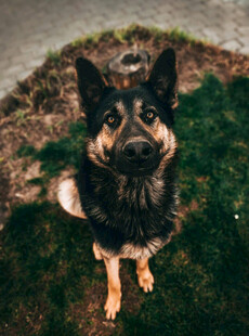 蹲坐草地的帅气德国牧羊犬