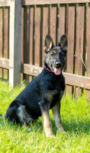 黑色德国牧羊犬坐于草地