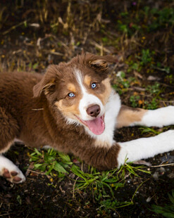 草地上的可爱棕白边牧犬