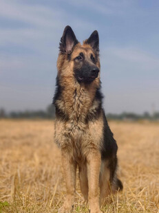 田野中的德国牧羊犬