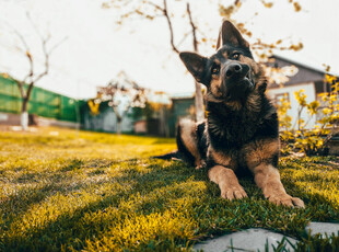 阳光下休憩的德国牧羊犬