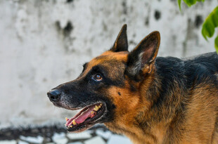 德国牧羊犬户外神态特写