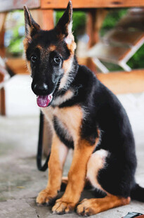 可爱德国牧羊犬坐立瞬间