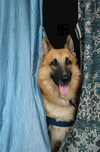 萌犬探头