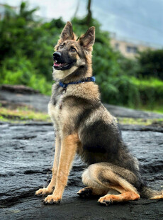 坐于石上的帅气德国牧羊犬