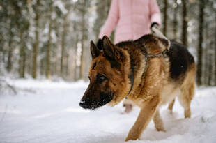 雪地中女子与德国牧羊犬同行