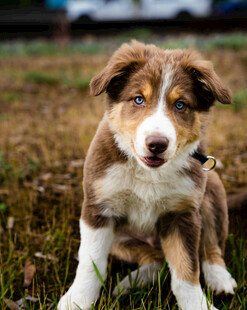 可爱澳洲牧羊犬幼犬