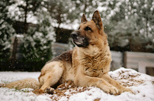 雪地中休憩的德国牧羊犬