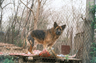 德国牧羊犬守护食物