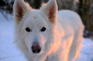 雪地中的白色牧羊犬