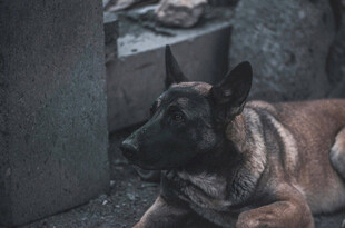 趴着的黑犬