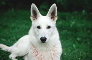 白色牧羊犬趴于绿草地上