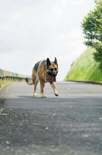 公路上行走的德国牧羊犬