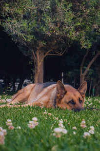 草地休憩的德国牧羊犬