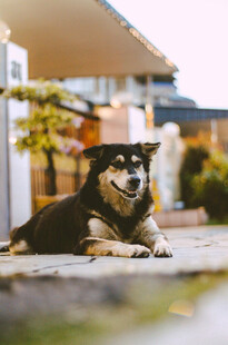 趴在户外的可爱柴犬