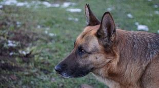 德国牧羊犬户外侧影