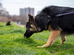 草地中嗅闻的德国牧羊犬