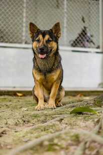德国牧羊犬蹲坐姿态