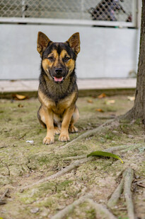 蹲坐的可爱德国牧羊犬