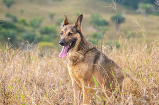 田野中的德国牧羊犬