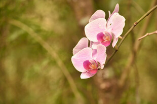 粉色兰花绽放枝头