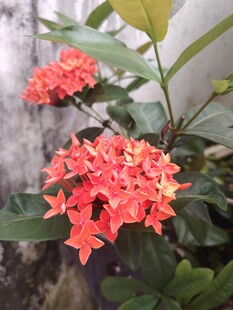 龙船花