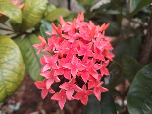 龙船花