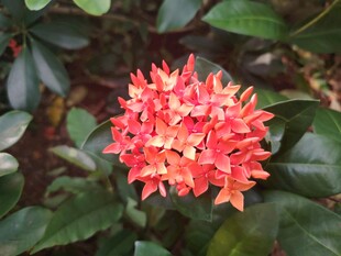 龙船花