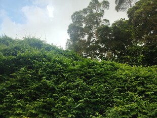 绿意盎然的山坡景色