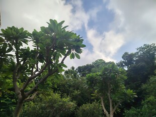 茂密丛林中的蓝天白云