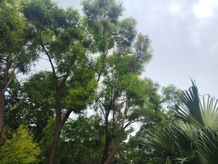 茂密树林