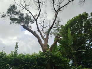 枯树与葱郁绿植同框