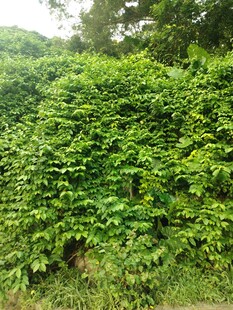 茂密绿植景观