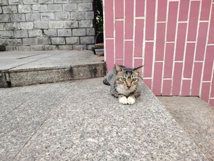 猫咪