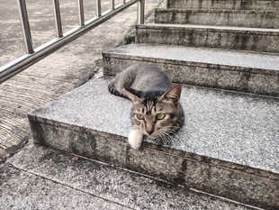 猫咪