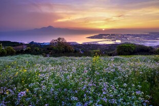 日落花田美景