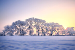 冬日雪林晨光中的静谧美景