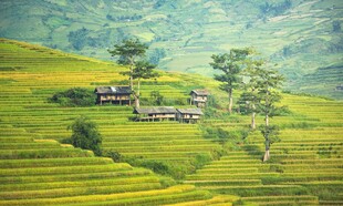 梯田田园风景