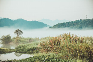 山间晨雾中的静谧田野