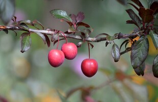 枝头红果